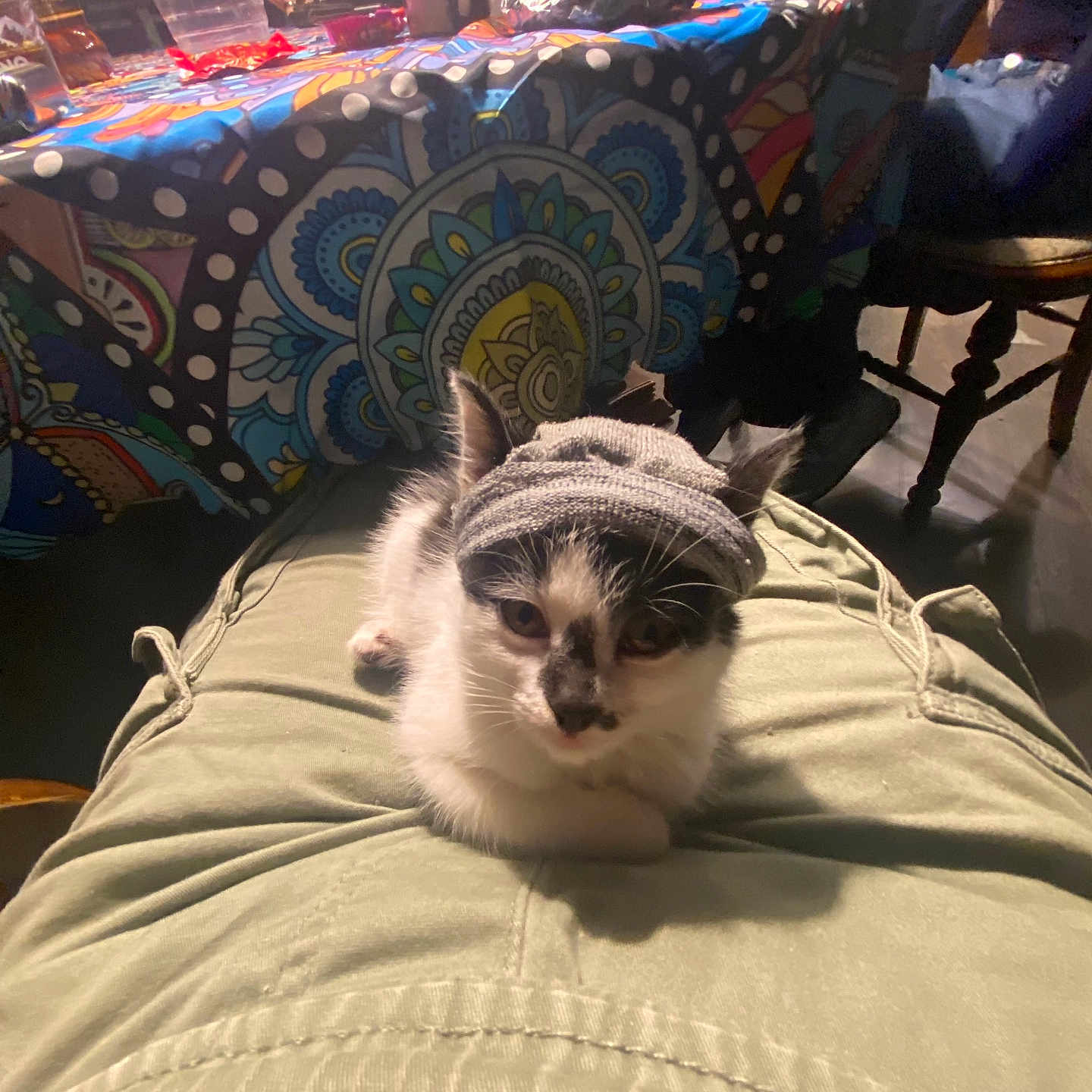 Kiwi joined the competition — help win amazing prizes! beanie, black_and_white, casual, cat, colorful_tablecloth, cozy, domestic_animal, furniture, green_pants, hat, indoor, kitten, lap, pants, patterned_tablecloth, person, pet, seated, small_cat, table