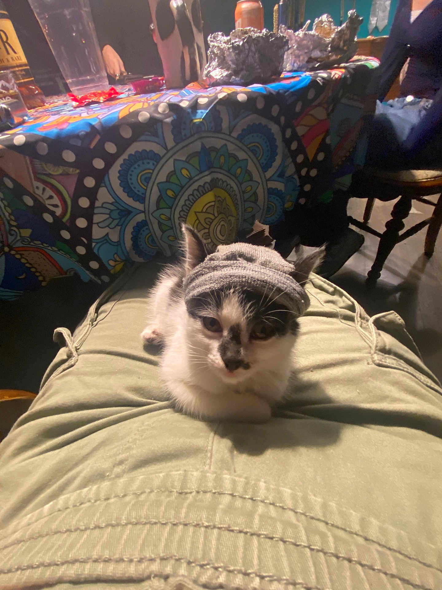 Kiwi joined the competition — help win amazing prizes! kitten, cat, beanie, hat, lap, person, pants, green_pants, indoor, table, colorful_tablecloth, patterned_tablecloth, seated, furniture, casual, cozy, small_cat, black_and_white, pet, domestic_animal