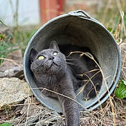 Sally participe au concours pour gagner de l'argent avec cette photo : animal, bucket, cat, closeup, curious, feline, focus, garden, gray_cat, leaves, metal_bucket, nature, outdoor, pet, playful, relaxed, stretching, twigs, wild, yellow_eyes