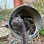 animal, bucket, cat, closeup, curious, feline, focus, garden, gray_cat, leaves, metal_bucket, nature, outdoor, pet, playful, relaxed, stretching, twigs, wild, yellow_eyes