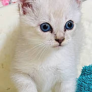 Dolly joined the competition — help win amazing prizes! animal, bathroom, blue_eyes, cat, close_up, curious, cute, ears, fluffy, indoors, kitten, paws, pet, portrait, sitting, soft_fur, towel, vertical_photo, whiskers, white_fur