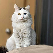 Penelope joined the competition — help win amazing prizes! cat, white_cat, heterochromia, blue_eye, amber_eye, pet, indoor, portrait, fur, whiskers, sitting, looking_at_camera, bokeh, soft_light, close_up, ears, curious, domestic_cat, feline, longhair