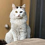 cat, white_cat, heterochromia, blue_eye, amber_eye, pet, indoor, portrait, fur, whiskers, sitting, looking_at_camera, bokeh, soft_light, close_up, ears, curious, domestic_cat, feline, longhair