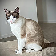 Fiona joined the competition — help win amazing prizes! cat, siamese_cat, blue_eyes, pet, indoor, feline, animal, sitting, fur, whiskers, tail, ears, floor, wall, minimalist, calm, domestic, portrait, texture, natural_light