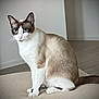 cat, siamese_cat, blue_eyes, pet, indoor, feline, animal, sitting, fur, whiskers, tail, ears, floor, wall, minimalist, calm, domestic, portrait, texture, natural_light