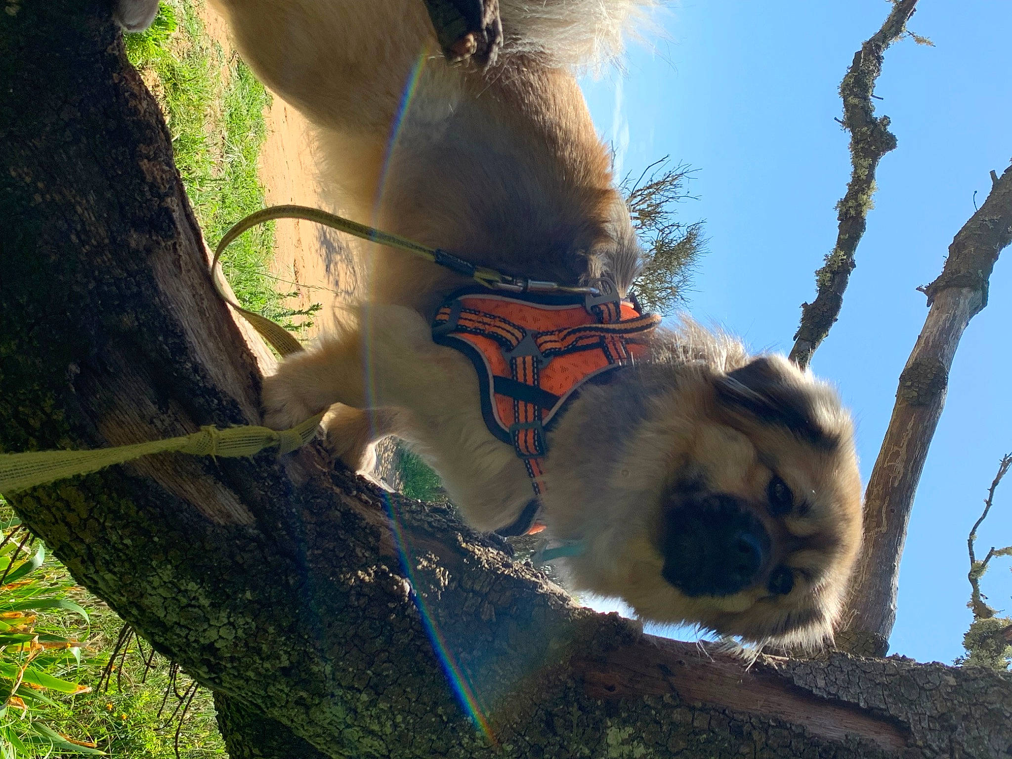 Roméo a rejoint le concours — aidez-le/la à gagner de superbes lots ! branch, eye, fawn, forest, fur, grass, happy, lens_flare, people_in_nature, plant, plant_stem, sky, tree, trunk, twig, wildlife, wood