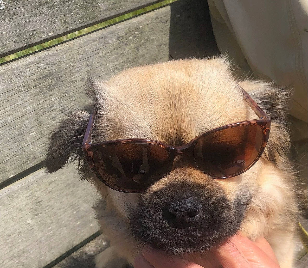 Roméo a rejoint le concours — aidez-le/la à gagner de superbes lots ! canidae, carnivore, collar, companion_dog, dog, dog_breed, dog_collar, eye, eyewear, fawn, fur, personal_protective_equipment, pet_supply, snout, sporting_group, sunglasses, toy_dog, vision_care, whiskers, working_animal