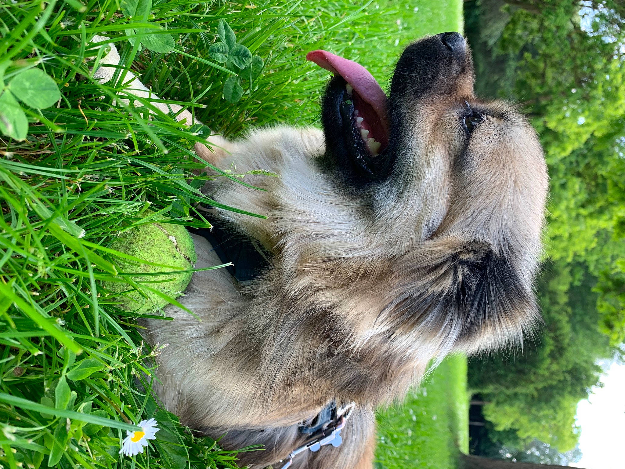 Roméo a rejoint le concours — aidez-le/la à gagner de superbes lots ! canidae, carnivore, companion_dog, dog, dog_breed, fawn, fur, grass, groundcover, herb, herbaceous_plant, liver, plant, sedge_family, snout, sporting_group, terrestrial_animal, tree, whiskers, working_animal