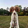 dog, animal, pet, leash, grass, outdoor, park, canine, nature, field, sitting, ears, brown_and_white, collar, daylight, cute, mammal, friendly, young_dog, focused