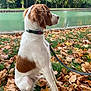 dog, autumn, leaves, grass, pond, trees, outdoor, collar, leash, side_view, brown, white, nature, canine, park, fall, sitting, calm, daytime, animal