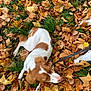 dog, autumn_leaves, grass, leash, white_sneakers, brown_and_white, outdoor, laying_down, seasonal, nature, fall, leaf_litter, pet, canine, casual, footwear, greenery, relaxed, daylight, park