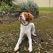 Valky a rejoint le concours — aidez-le/la à gagner de superbes lots ! dog, outdoor, garden, plant, flower, grass, pebble, ground, building, window, shrub, pet, canine, collar, moss, nature, curious, animal, daylight, fur