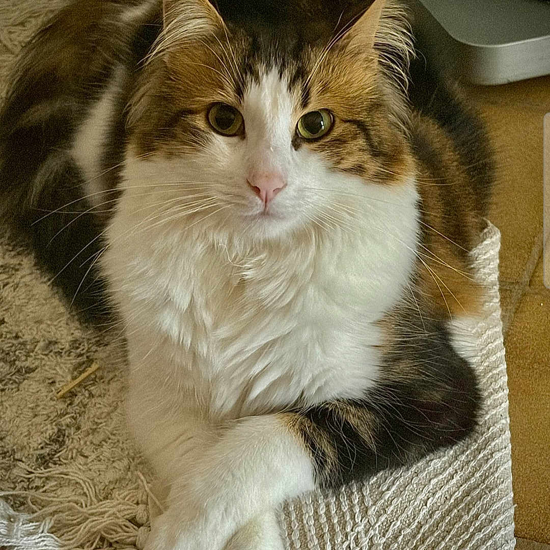 Prada participe au concours pour gagner de l'argent avec cette photo : cat, fluffy, fur, white, brown, tabby, animal, pet, indoor, relaxed, crossed_paws, rug, texture, closeup, portrait, whiskers, ears, eyes, cute, feline