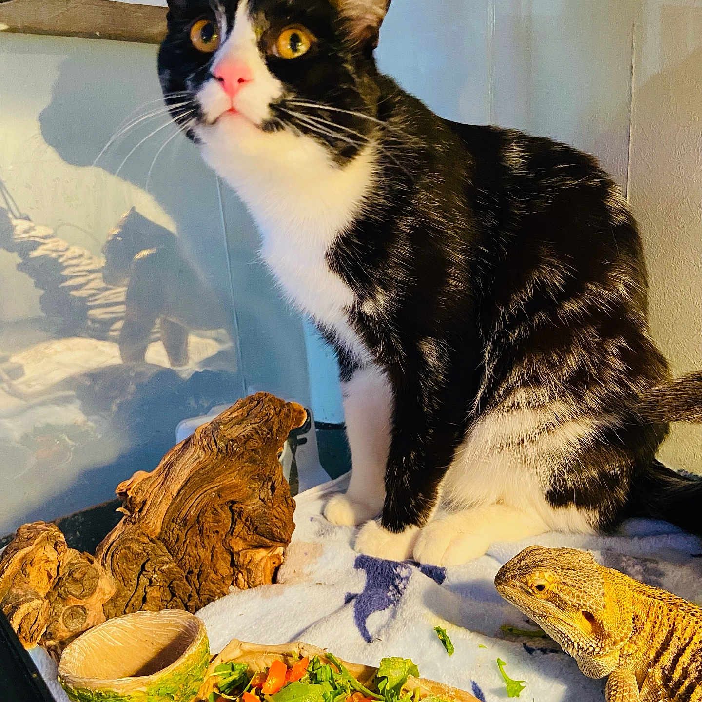 Gazpacho is registered to the contest to win money with this photo: alert, animal_companions, bearded_dragon, black_and_white_cat, cat, closeup, curious, domestic, feline, food_bowl, indoor, pet, pink_nose, reptile, resting, scaly_lizard, terrarium, vegetables, wood_decor, yellow_eyes