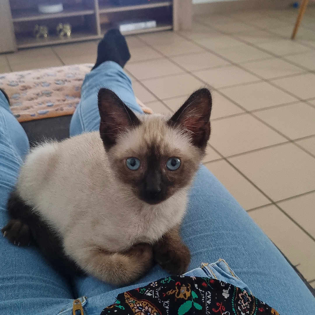 Simba a rejoint le concours — aidez-le/la à gagner de superbes lots ! adult, animal, architecture, cat, clothing, computerhardware, couch, electronics, furniture, hardware, hosiery, male, man, monitor, person, pet, screen, siamese, sock, tv