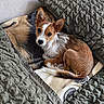 animal, bed, bedding, blanket, brown_and_white, comfortable, cozy, curled_up, cute, dog, domestic_animal, ears, fur, indoor, looking_up, pet, relaxed, resting, sleepy, small_dog