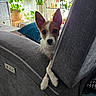 couch, cozy, crossed_paws, curious, decorations, dog, ears_up, gray_furniture, home, indoors, light, living_room, pet, photographs, plants, relaxed, small_dog, sunlight, tile_floor, window