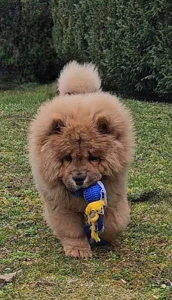 Tasco a rejoint le concours — aidez-le/la à gagner de superbes lots ! ancient_dog_breeds, canidae, carnivore, chow_chow, companion_dog, dog, dog_breed, fur, german_spitz, german_spitz_klein, giant_dog_breed, grass, liver, non_sporting_group, snout, sporting_group, tail, terrestrial_animal, wildlife, working_animal