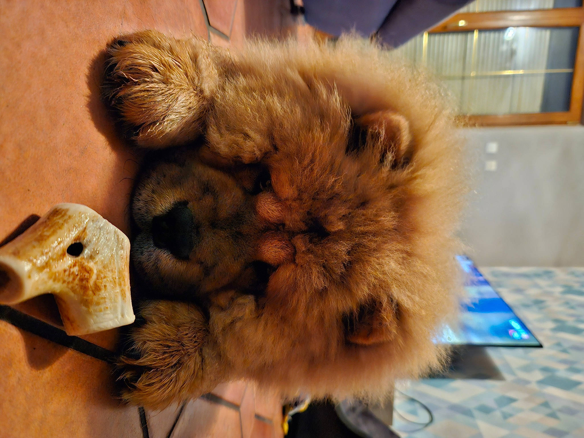 Tasco participe au concours pour gagner de l'argent avec cette photo : bactrian_camel, canidae, claw, companion_dog, dog_breed, fawn, felidae, flooring, fur, liver, paw, small_to_medium_sized_cats, snout, stuffed_toy, terrestrial_animal, toy, whiskers, working_animal