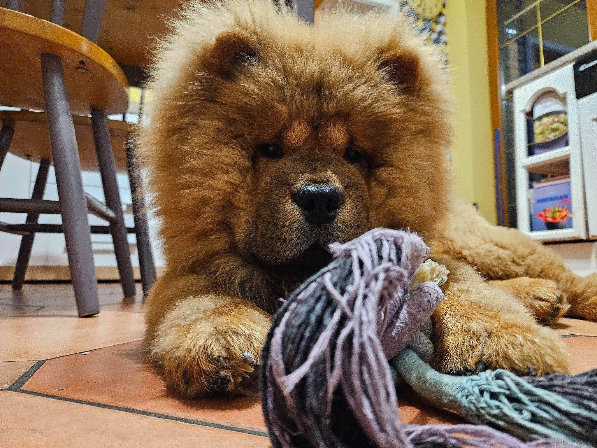 Tasco a rejoint le concours — aidez-le/la à gagner de superbes lots ! bear, brown_bear, canidae, carnivore, chair, claw, companion_dog, dog_breed, fawn, flooring, fur, picture_frame, snout, sporting_group, terrestrial_animal, toy, whiskers, wildlife, wood, working_animal