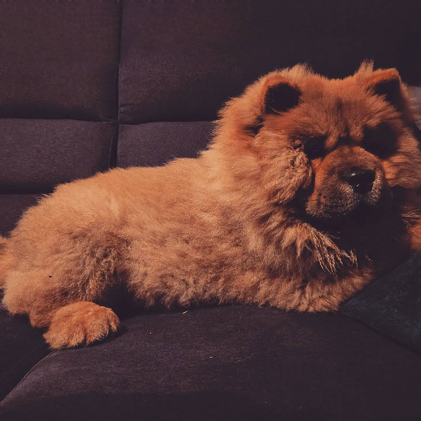 Tasco participe au concours pour gagner de l'argent avec cette photo : carnivore, chow_chow, cloud, companion_dog, couch, dog, dog_breed, eye, fawn, felidae, german_spitz, head, liver, paw, sky, snout, sporting_group, terrestrial_animal, toy_dog, whiskers