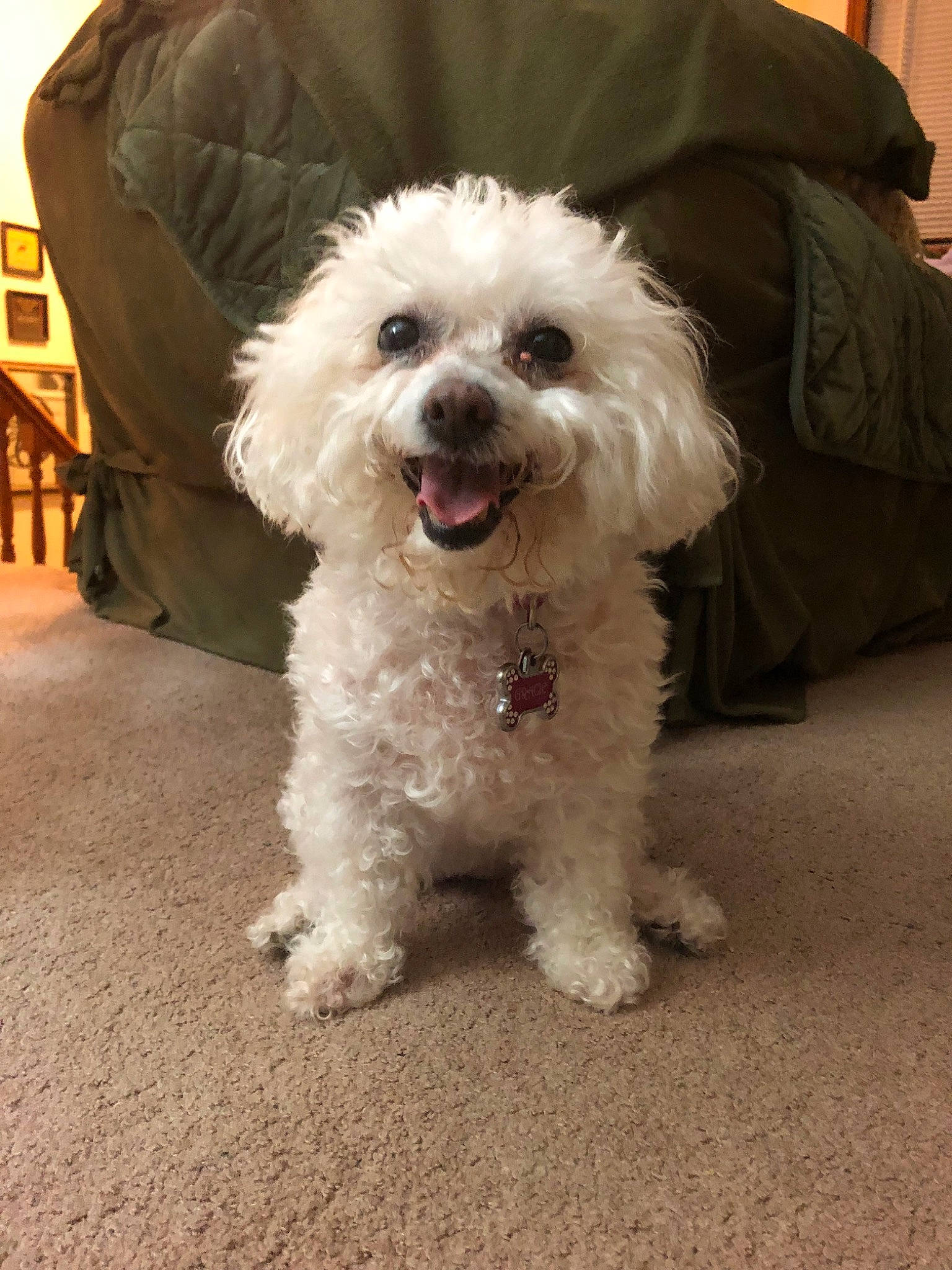 Gracie is registered to the contest to win money with this photo: bichon, bolognese, bolonka, canidae, carnivore, cockapoo, companion_dog, dog, dog_breed, maltepoo, maltese, mammal, miniature_poodle, nose, poodle, poodle_crossbreed, puppy, schnoodle, toy_poodle, vertebrate