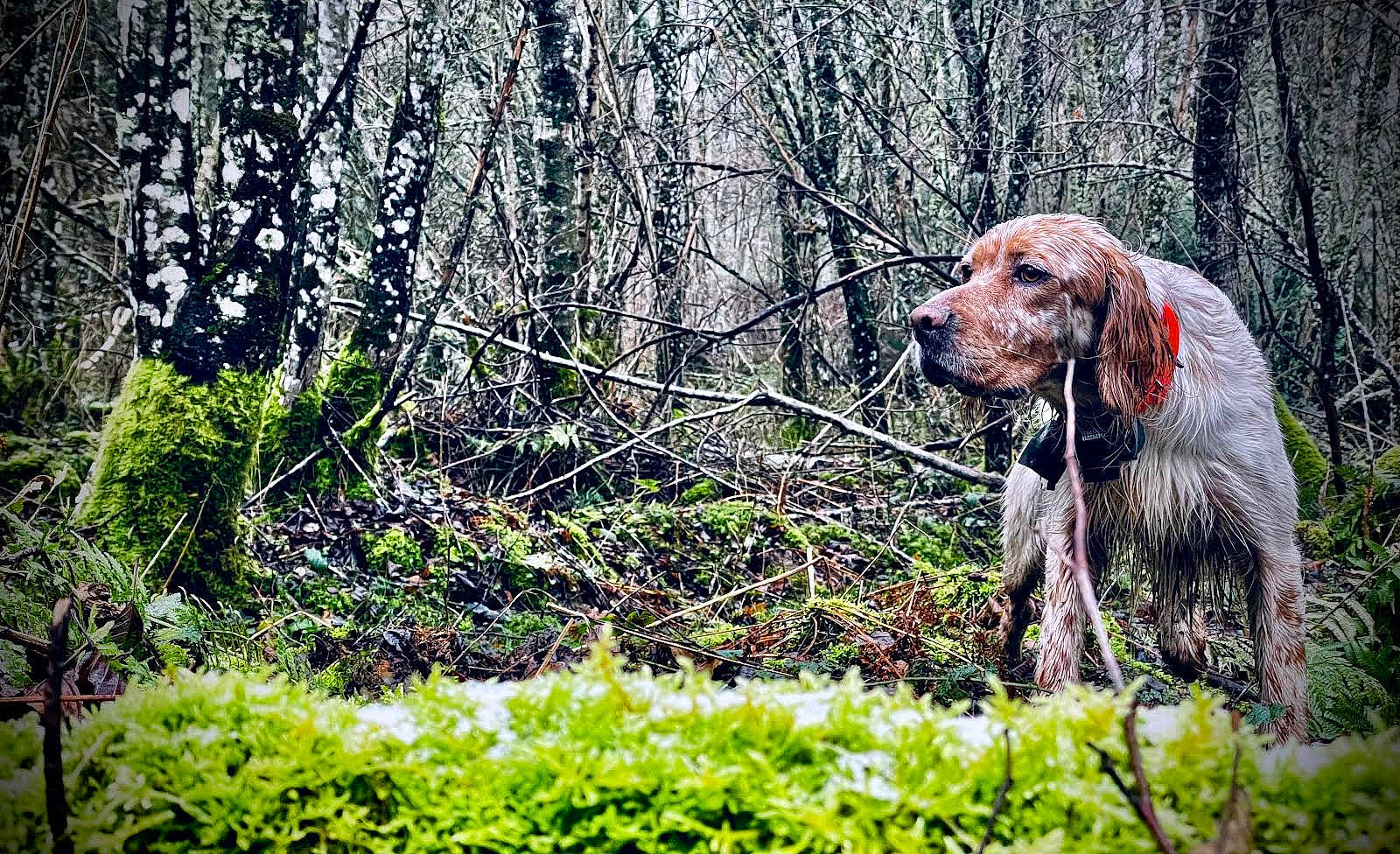 Sligo participe au concours pour gagner de l'argent avec cette photo : canidae, carnivore, companion_dog, dog, dog_breed, fawn, forest, grass, groundcover, liver, natural_landscape, people_in_nature, plant, shrub, terrestrial_animal, terrestrial_plant, tree, wood, woodland, working_animal