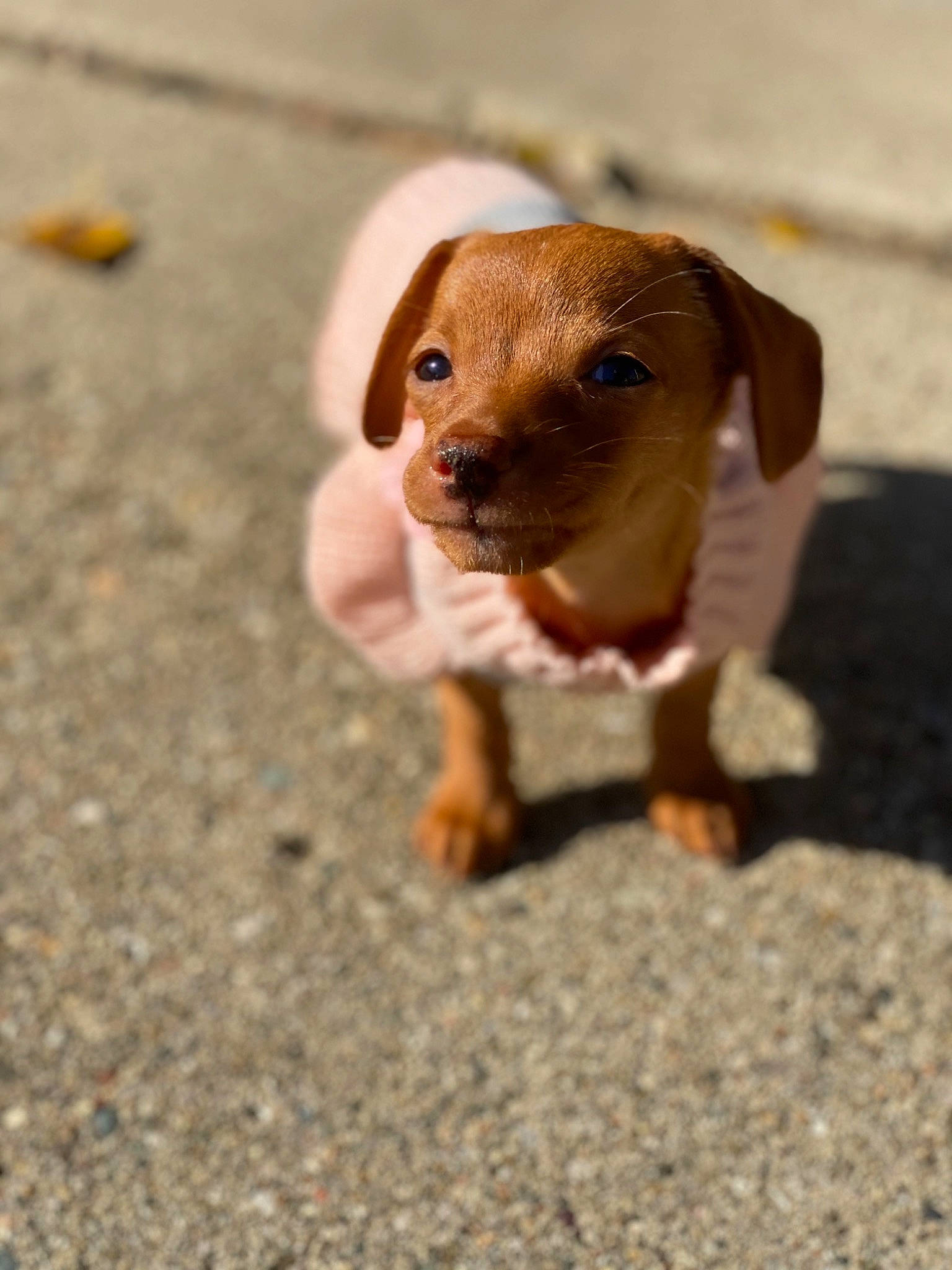 Emma joined the competition — help win amazing prizes! canidae, carnivore, companion_dog, dog, dog_breed, fawn, mammal, puppy, rare_breed_dog, snout, sporting_group