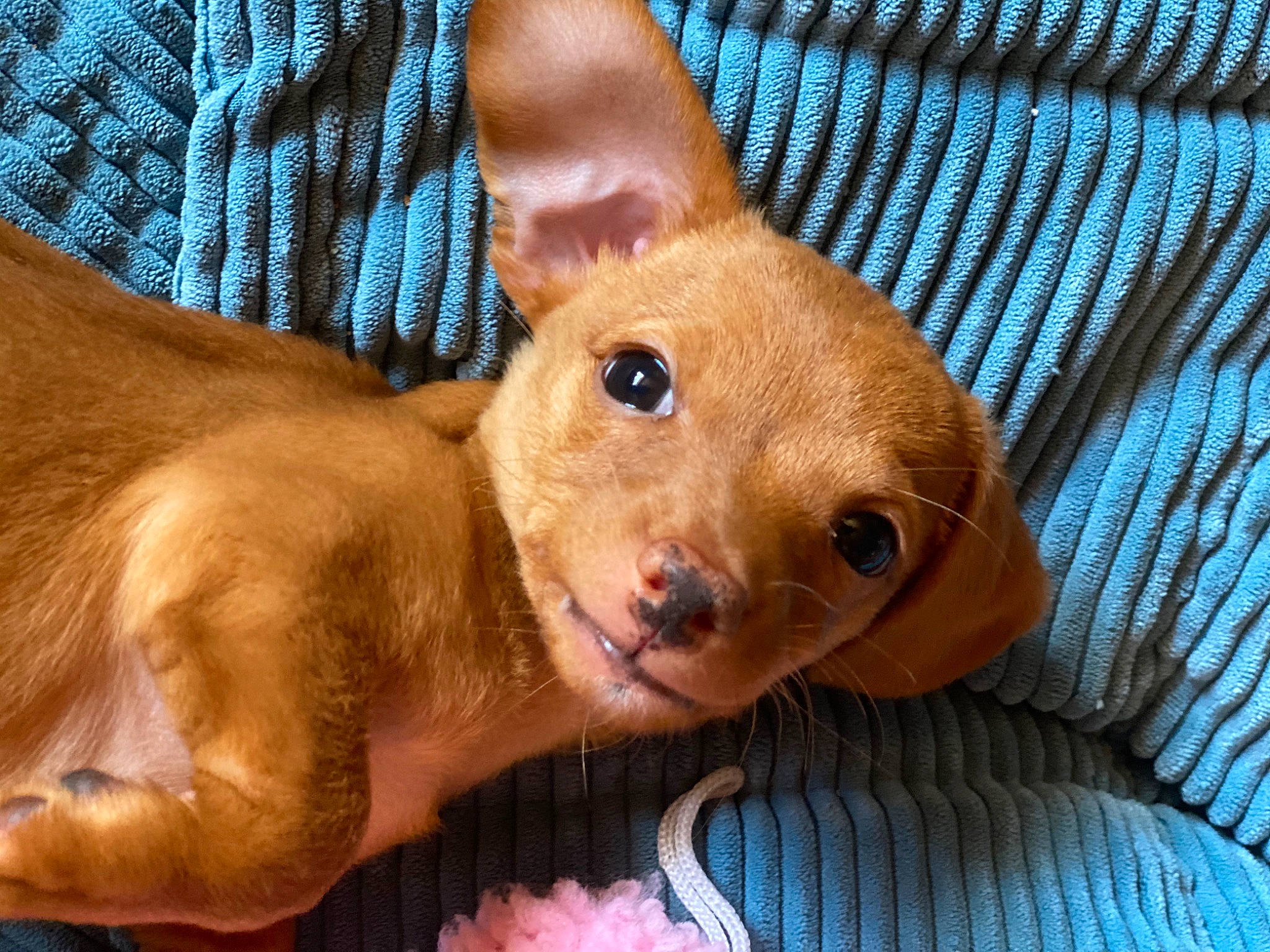 Emma joined the competition — help win amazing prizes! canidae, caramel_color, carnivore, cirneco_delletna, companion_dog, dog, dog_breed, fawn, mammal, miniature_pinscher, pharaoh_hound, puppy, russkiy_toy, snout, sporting_group, toy_dog, vertebrate, whiskers