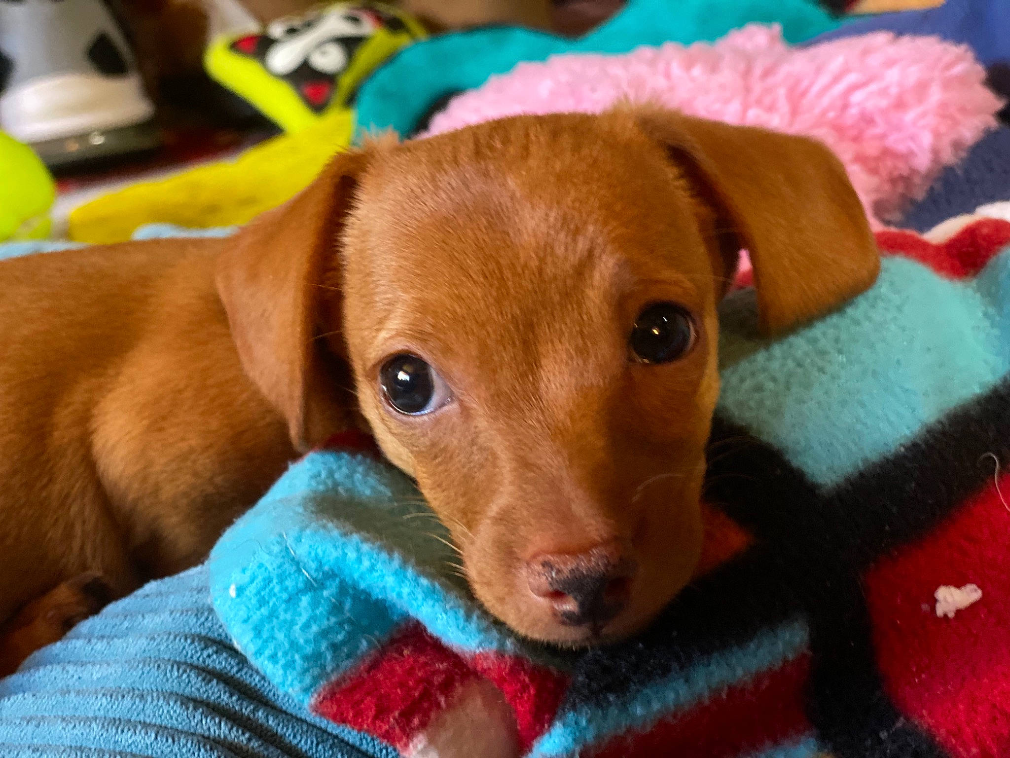 Emma joined the competition — help win amazing prizes! beagador, canidae, carnivore, companion_dog, dachshund, dog, dog_breed, ear, fawn, mammal, puppy, snout, sporting_group, vertebrate, vizsla, whiskers