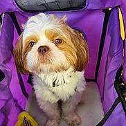 Dior joined the competition — help win amazing prizes! dog, puppy, fluffy, pet, purple_carrier, toy, indoor, cute, small_dog, brown_and_white, fur, pet_accessory, sitting, looking_up, adorable, companion, cozy, animal, domestic_animal, young_dog