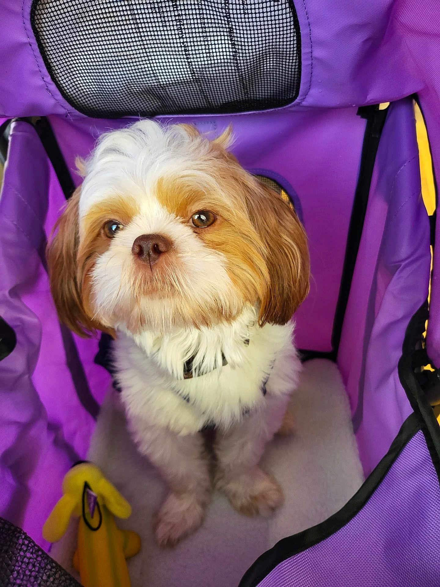 Dior joined the competition — help win amazing prizes! dog, puppy, fluffy, pet, purple_carrier, toy, indoor, cute, small_dog, brown_and_white, fur, pet_accessory, sitting, looking_up, adorable, companion, cozy, animal, domestic_animal, young_dog