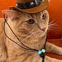 accessory, animal, beads, cat, close_up, cowboy_hat, cute, domestic_cat, ears, feline, fur, indoor, orange_couch, orange_tabby, pet, portrait, relaxed, side_view, string_necklace, whiskers