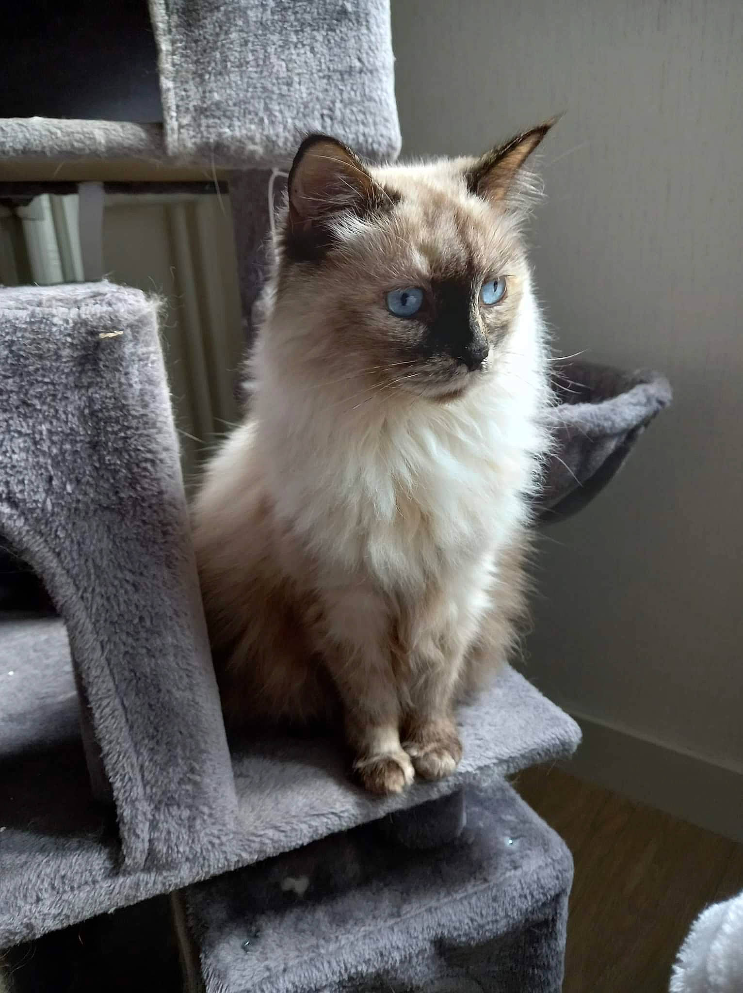 Ginette participe au concours pour gagner de l'argent avec cette photo : balinese, birman, carnivore, cat, eye, fawn, felidae, flooring, fur, grey, ragdoll, siamese, small_to_medium_sized_cats, snout, tail, thai, tonkinese, whiskers, window, wood