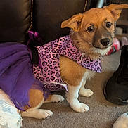 Ozzy is registered to the contest to win money with this photo: puppy, dog, pet, costume, purple, leopard_print, tutu, indoor, carpet, shoe, toy, cute, small_dog, brown, white_paws, animal, fashion, sitting, looking_up, adorable