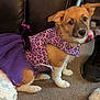 puppy, dog, pet, costume, purple, leopard_print, tutu, indoor, carpet, shoe, toy, cute, small_dog, brown, white_paws, animal, fashion, sitting, looking_up, adorable