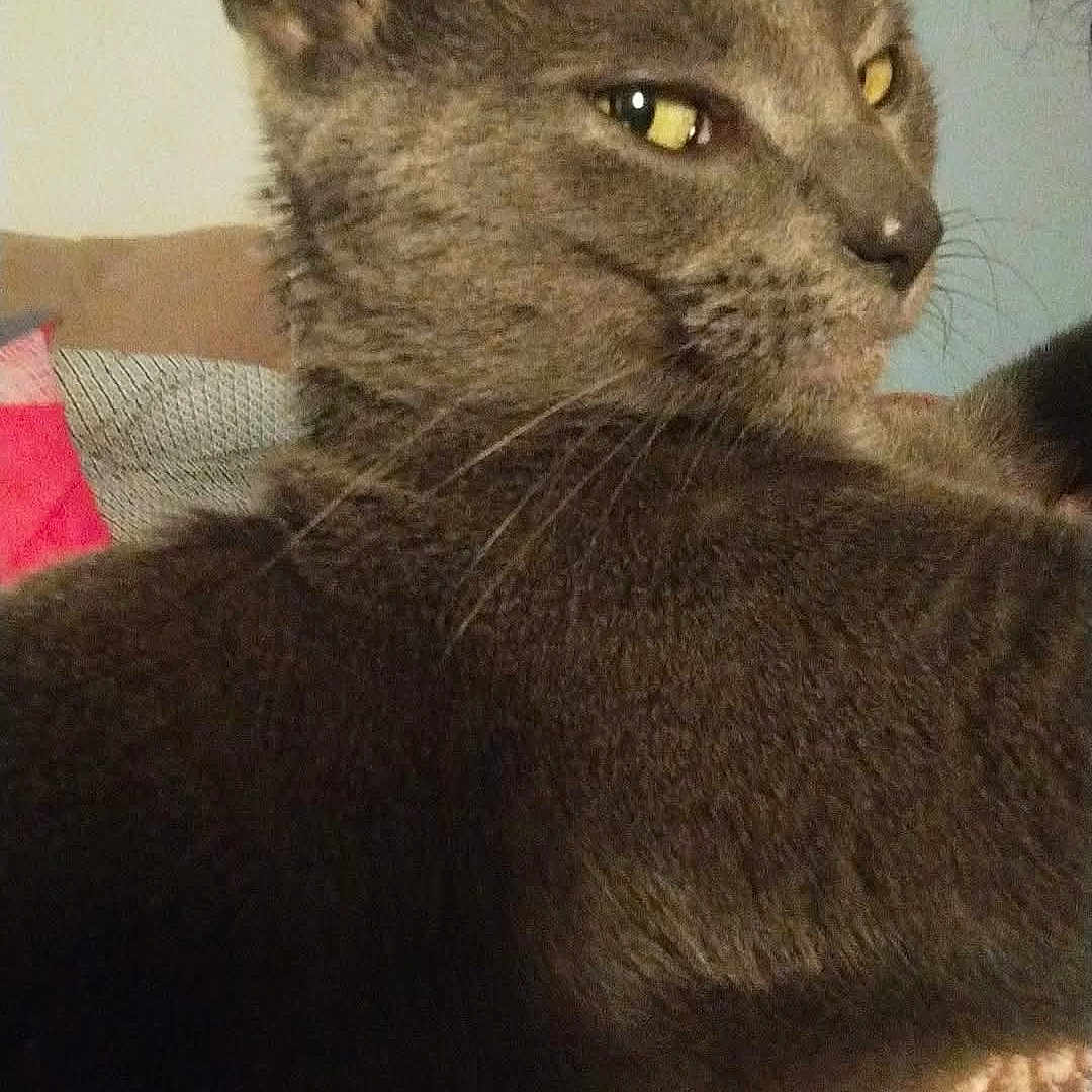 Zelda a rejoint le concours — aidez-le/la à gagner de superbes lots ! abyssinian, animal, blackcat, bodypart, brasssection, cat, couch, egyptiancat, face, furniture, homedecor, horn, indoors, kitten, manx, mouth, musicalinstrument, person, pet, sleeping