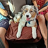 australian_shepherd, backseat, blanket, blue_eye, brown_blanket, brown_eye, car_interior, casual_clothing, child, dog, fur, happy_dog, heterochromia, legs, pet, puppy, seatbelt, sitting, sunlight, travel