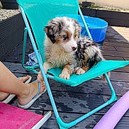 Bonito participe au concours pour gagner de l'argent avec cette photo : puppy, dog, blue_eyes, wet_fur, turquoise_chair, deck, outdoor, flip_flops, human_feet, kiddie_pool, pool_noodle, wooden_floor, summer, relaxing, pet, young_dog, colorful, casual, sunlight, resting