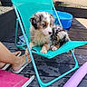 puppy, dog, blue_eyes, wet_fur, turquoise_chair, deck, outdoor, flip_flops, human_feet, kiddie_pool, pool_noodle, wooden_floor, summer, relaxing, pet, young_dog, colorful, casual, sunlight, resting