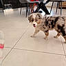 puppy, dog, merle, indoor, floor, tile, playful, pet, animal, furniture, chair, table, home, walking, young, fur, cute, domestic, household, canine