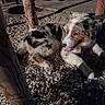 animal, collar, cute, daylight, dog, fur, ground, leash, nature, outdoor, pet, playful, puppy, resting, rocks, shadow, speckled_coat, tongue_out, wooden_posts, young_dog