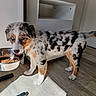 animal, australian_shepherd, blue_eyes, collar, cute, dog, food_bowl, home, indoor, kibble, licking, merle_coat, pet, pet_feeding, puppy, shadow, standing, sunlight, white_furniture, wooden_floor
