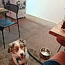 black_chair, brown_fur, chair, collar, concrete, cute, dog, drink, floor, freezer, indoor, leash, pet, puppy, sitting, table, vintage_photo, water_bowl, white_fur, white_wall