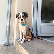 Bonito participe au concours pour gagner de l'argent avec cette photo : australian_shepherd, blue_tag, collar, dog, dog_tag, doorstep, ears, entrance, fluffy, fur, house, outdoors, pet, photography, portrait, puppy, sitting, tail, tricolor, wall