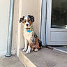 australian_shepherd, blue_tag, collar, dog, dog_tag, doorstep, ears, entrance, fluffy, fur, house, outdoors, pet, photography, portrait, puppy, sitting, tail, tricolor, wall