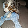 adorable, animal, australian_shepherd, blue_eyes, brown_eyes, close_up, couch, cuddling, dog, flash_photography, fluffy, indoor, lying_down, merle_coat, pet, plush_toy, portrait, puppy, sofa, stuffed_animal