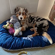 Bonito a rejoint le concours — aidez-le/la à gagner de superbes lots ! dog, puppy, australian_shepherd, merle_coat, blue_eyes, pet, animal, lying_down, dog_bed, donut_bed, stuffed_animal, toy, indoors, home, curtain, floral_pattern, wood_floor, fluffy, portrait, cute