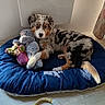 dog, puppy, australian_shepherd, merle_coat, blue_eyes, pet, animal, lying_down, dog_bed, donut_bed, stuffed_animal, toy, indoors, home, curtain, floral_pattern, wood_floor, fluffy, portrait, cute