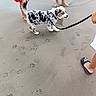 animal, barefoot, beach, curious, dog, feet, leash, legs, outdoor, paw_prints, people, pet, playful, puppy, red_dress, sand, sandal, summer, water, wave